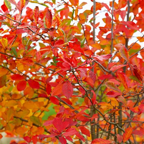 Autumn Brilliance Serviceberry Trees for Sale | FastGrowingTrees.com