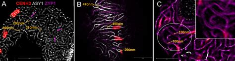 Frontiers | ImmunoFISH: Simultaneous Visualisation of Proteins and DNA Sequences Gives Insight ...