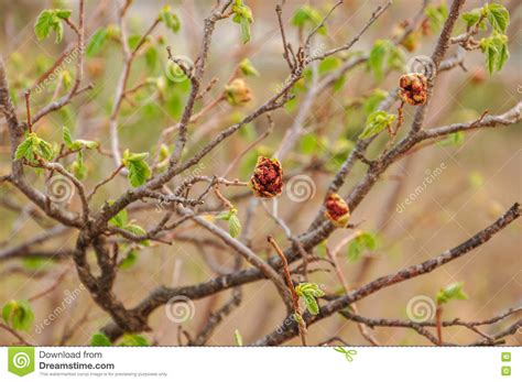 Twigs of Filbert Tree with Buds and First Leaves. Stock Photo - Image of burgeon, afflicted ...