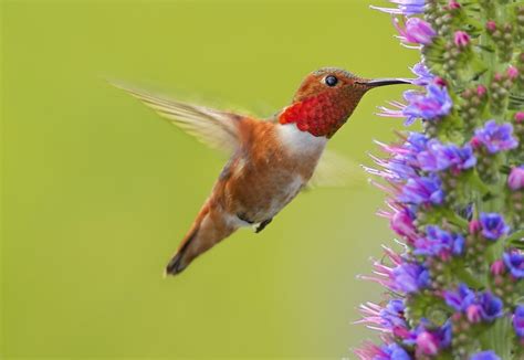 Hummingbird Anatomy: These Tiny Fliers Are Amazing - Birds and Blooms