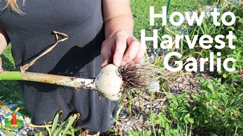 Harvesting Garlic