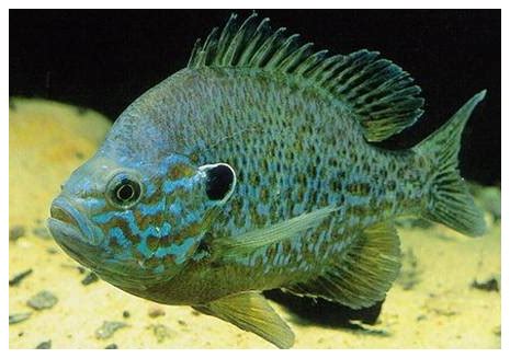 sunfish in aquarium | Bluegill Aquarium In aquariums or jump out | Tropical fish, Fish, Bluegill