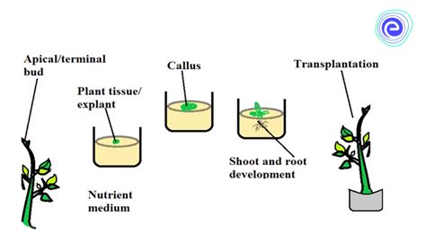 Vegetative Propagation- A Detailed Exploration for Young Learners ...