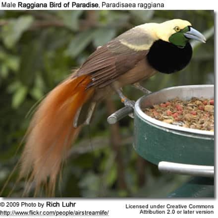 Raggiana Bird of Paradise | Earth Life