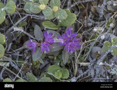 Rhododendron lapponicum, Lapland rosebay, Lapland rhododendron, Lapland ...