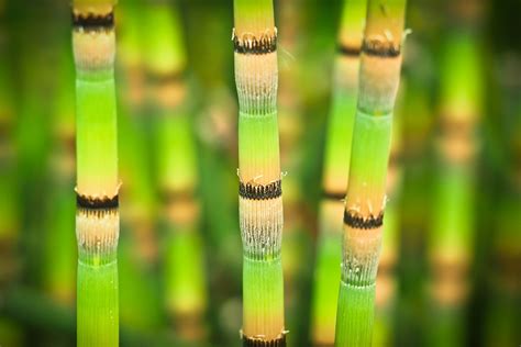 Free photo: Bamboo, Bright, Bamboo Stalks - Free Image on Pixabay - 1453274