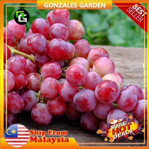 Anak Pokok Anggur Merah Hybrid Senang Tumbuh | Shopee Malaysia