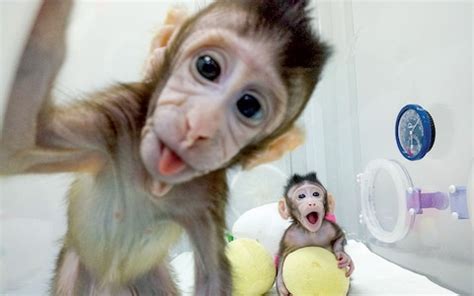 Monkeys cloned in China for drug research programme