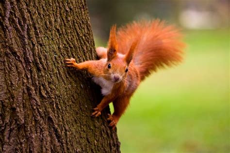 Red squirrels may be cute, but they're also vicious cannibals - Cottage ...