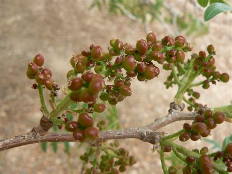 Pistacia atlantica - Plant Biodiversity of South-Western Morocco