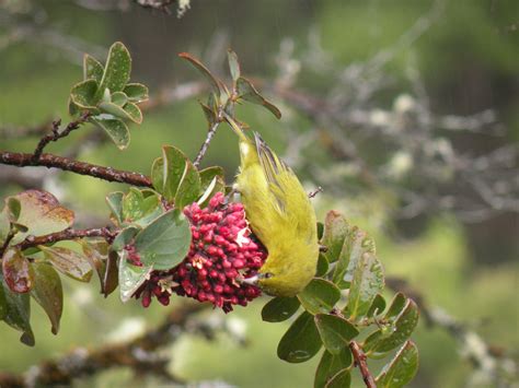 Birds at the Edge: The Plight of the Hawaiian Honeycreepers - Island Conservation