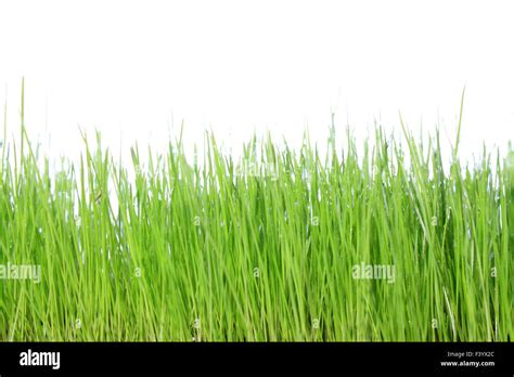 green grass with white background Stock Photo - Alamy