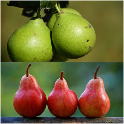 Double Pear Twist Tree - 2 varieties of pears growing on 1 tree! (2 ye – Online Orchards