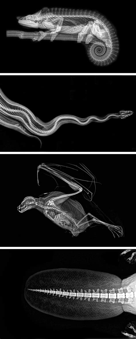 four different views of an animal's body in black and white, each ...