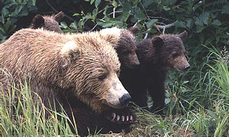 Brown Bear Species Profile, Alaska Department of Fish and Game