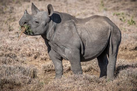 Black Rhino Calf | Eastern black rhino (Diceros bicornis mic… | Flickr