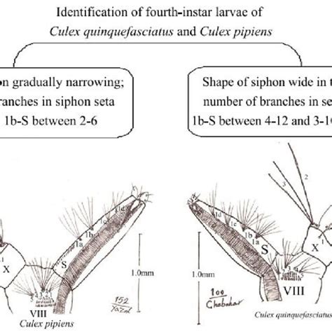 Identification of adult male in Culex pipiens and Culex... | Download ...