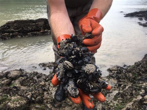 ‘One mussel could kill someone’: officials warn of extremely high shellfish toxin levels in Unalaska