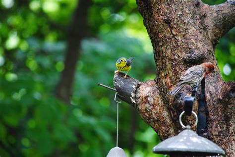 Meet the Colorful Canada Warbler - Birds and Blooms