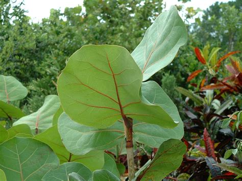 Sea Grape. Florida native plants | Index of /Plants/Florida_Native_Plants | Plants, Florida ...