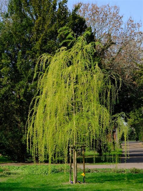 Different Willows: Common Varieties Of Willow Trees And Shrubs