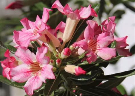 Adenium Plants Care: growing tips, planting, cutting, pruning. Diseases and pests, seeds