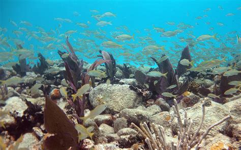 Snorkeling Alligator Reef- See Many Fish Under A Lighthouse