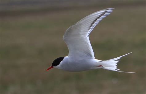 arctic tern, Arctic, Tern, Bird Wallpapers HD / Desktop and Mobile ...