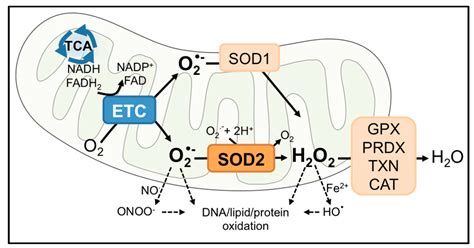 Antioxidants | Free Full-Text | Insights into the Dichotomous Regulation of SOD2 in Cancer