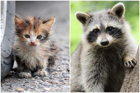 Kitten Adopted By Trash Pandas 'Part Of Raccoon Pack' Living In Dumpster - Newsweek