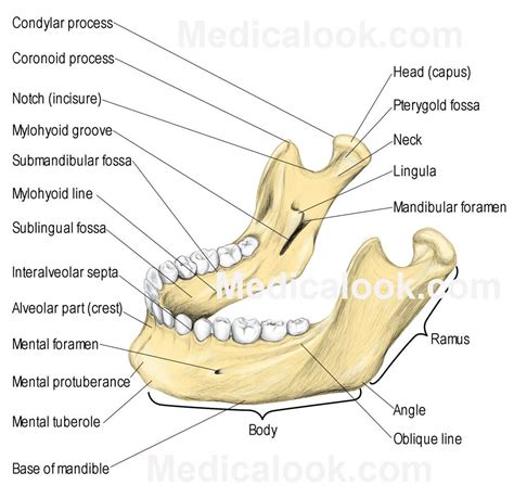 Facial bones - Human Anatomy Organs | Dental anatomy, Anatomy organs, Medical anatomy