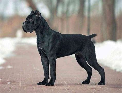 Cane Corso breeders links and breed information on pups4sale.com.au.