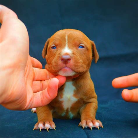 Red Nose Pitbull Puppys Big Discounts | www.pinnaxis.com