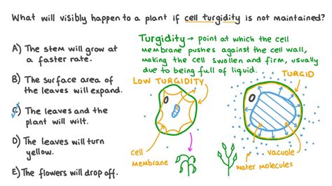 Question Video: Describing the Effects on a Plant When Cell Turgidity ...