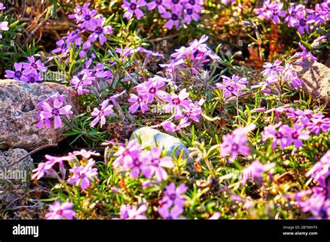 Purple flowers of ground cover between stones Stock Photo - Alamy