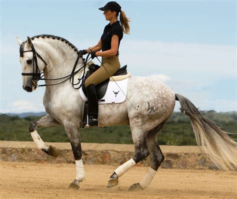 Keep Your Eyes on the Horizon | Horses, Dressage horses, Horse equestrian