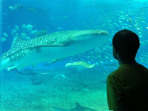 The Senseitions: Whale Sharks! Churaumi Aquarium, Okinawa