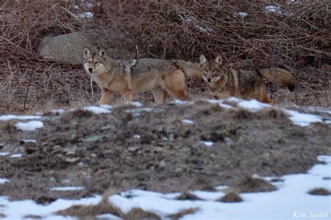 HELLO MOM AND DAD COYOTE! -COYOTE MATING SEASON | Kim Smith Films