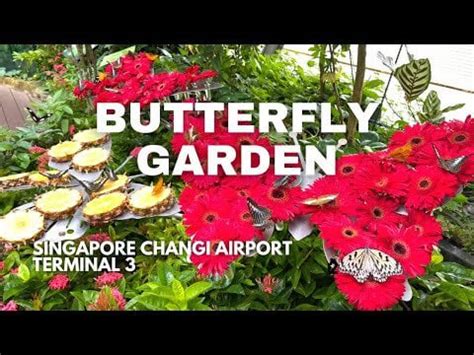 BUTTERFLY GARDEN Tour- Changi Airport Terminal 3 Singapore : r/Airports