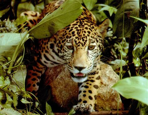 Amazon Rainforest Animals And Plants