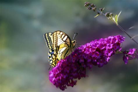 How to Propagate a Butterfly Bush (With Cuttings or Seeds) - The Practical Planter