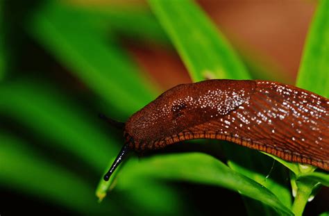 Slug - Top Facts & Information - Animal Corner