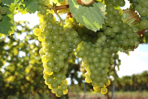 Chardonnay grapes growing near Mannheim, Germany Castle Garden, Growing Grapes, Chardonnay ...