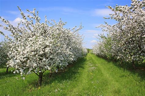 What You Need to Know About Orchard Planting Before You Start