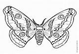 Moth Coloring Page Pages sketch template