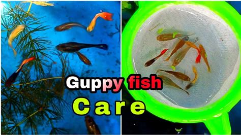 how to care guppy fish //Guppy fish care for beginners // guppy fish – HousePetsCare.com