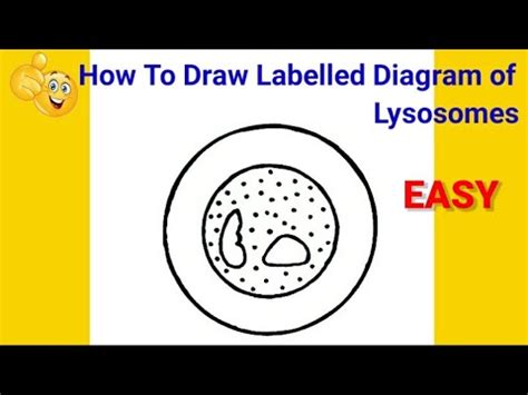 How To Draw Structure Of Lysosomes In Easy Way - YouTube