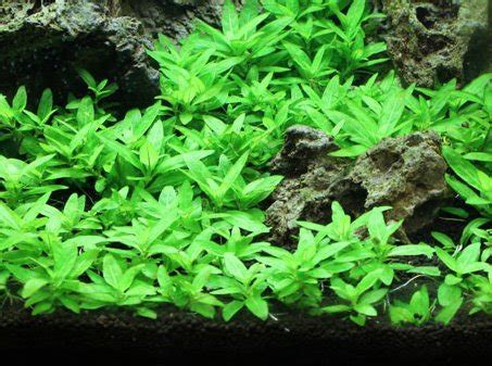 10 Best Carpet Plants For Stunning Aquarium Grass (Beginner's Guide)