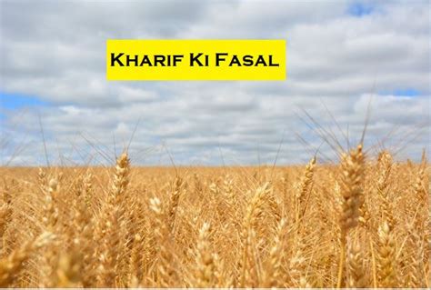 Kharif Ki Fasal | Crop Season, Types Of Crops & Features