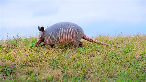 Nombre De Diversas Especies De Armadillo - Estudiar